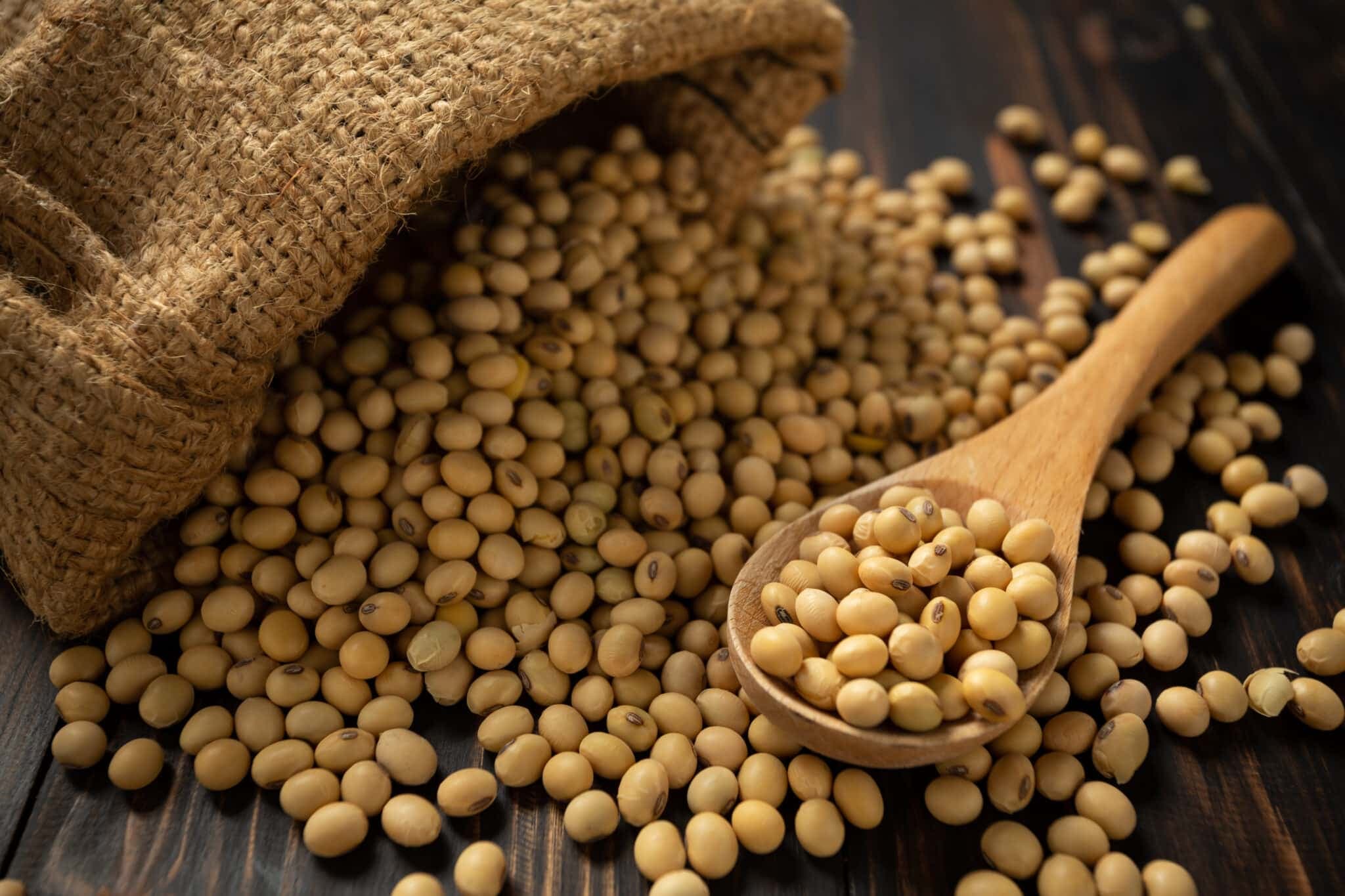 Argentine Soybean Harvest - United Saud Argentina